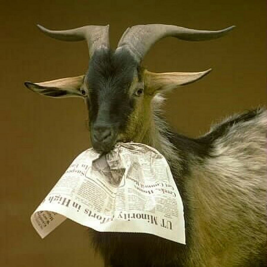 badplan goat